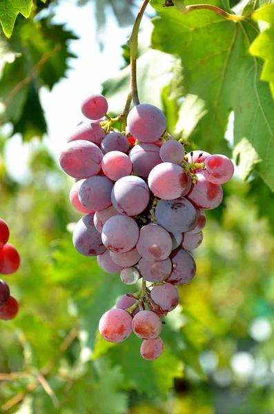 Grapes Growing Garden Sunny Summer Day — Stock Photo, Image