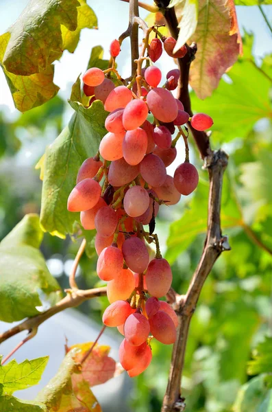 Druiven Groeien Tuin Een Zonnige Zomerdag — Stockfoto