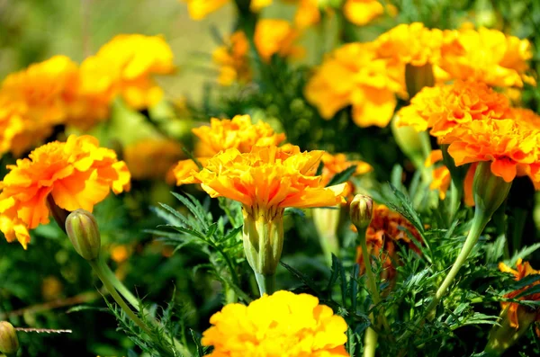 Tagetes Patula Jardim Dia Ensolarado Verão — Fotografia de Stock