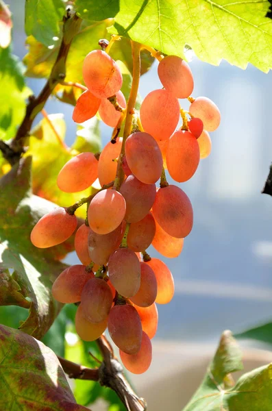 Grapes Growing Garden Sunny Summer Day — Stock Photo, Image