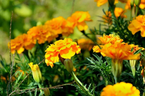 Tagetes Patula Garten Einem Sonnigen Sommertag — Stockfoto