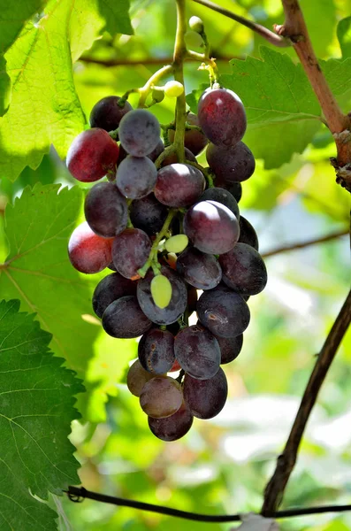 Druiven Groeien Tuin Een Zonnige Zomerdag — Stockfoto