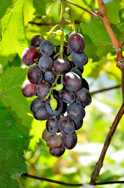 Druiven Groeien Tuin Een Zonnige Zomerdag — Stockfoto