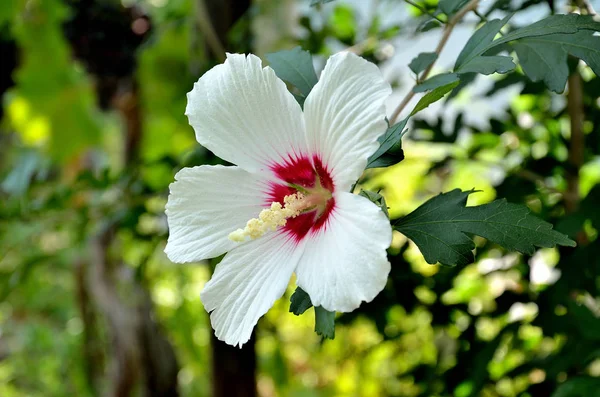 Flor Hibisco Blanco Jardín Día Soleado — Foto de Stock