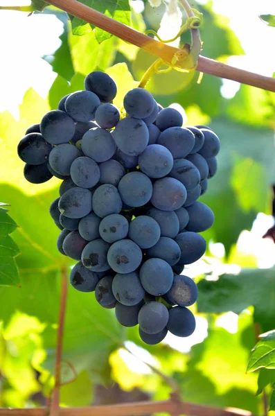 Grapes Growing Garden Sunny Summer Day — Stock Photo, Image