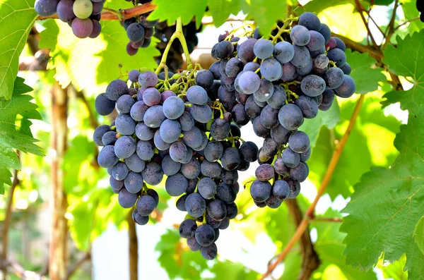 Grapes Growing Garden Sunny Summer Day — Stock Photo, Image