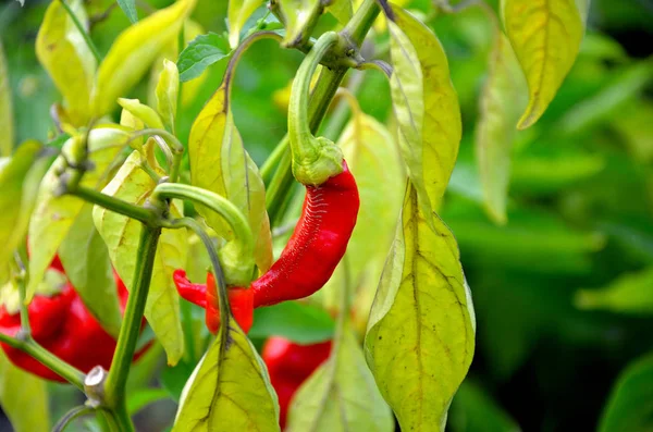 Chili Pepper Summer Day Garden — Stock Photo, Image