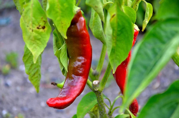 Chili pepper on a summer day in the garden.