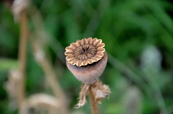 Droog Poppy Bud Tuin Een Zomerdag — Stockfoto