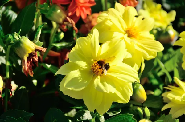Sárga Virág Krizanths Parkban Őszi Napsütésben — Stock Fotó