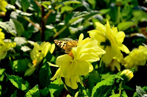 Flor Amarela Crisálidas Parque Dia Ensolarado Outono — Fotografia de Stock