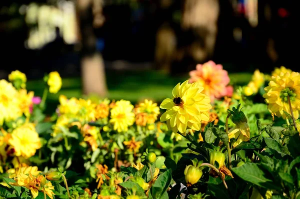 Flor Amarilla Crisantemos Parque Día Soleado Otoño —  Fotos de Stock