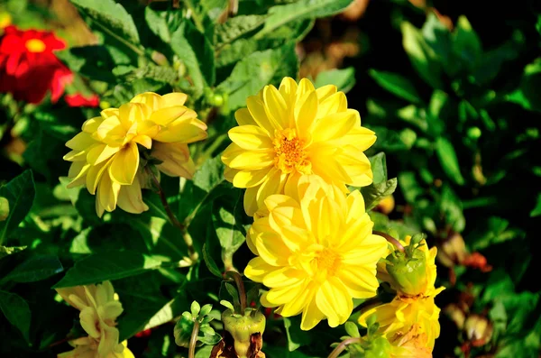 Sarı çiçek, bir sonbahar güneşli bir günde parkta chrysanths.