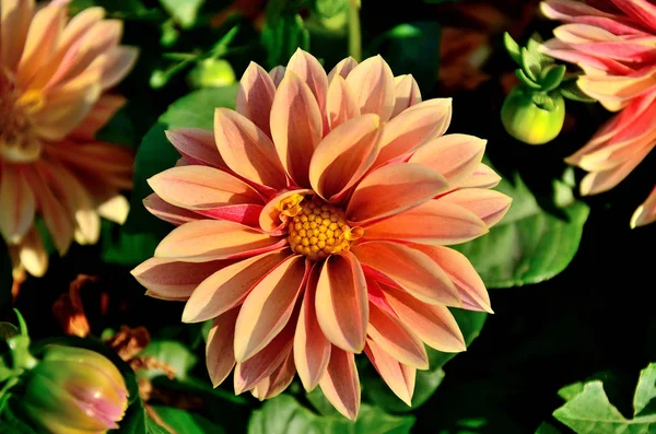 Pembe çiçek, bir sonbahar güneşli bir günde parkta dahlia.