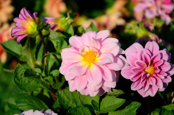 Pink Flower Dahlia Parkban Egy Őszi Napsütéses Napon — Stock Fotó