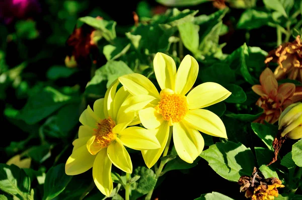 Flor Amarela Crisálidas Parque Dia Ensolarado Outono — Fotografia de Stock