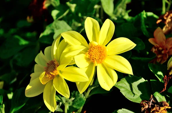 Flor Amarilla Crisantemos Parque Día Soleado Otoño —  Fotos de Stock