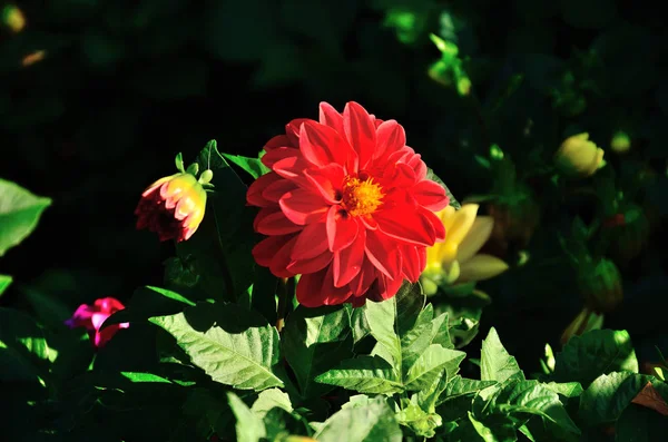 一朵红花 在秋天阳光明媚的日子里在公园里 一朵红花 Zinnia Elegans 共同的Zinnia — 图库照片