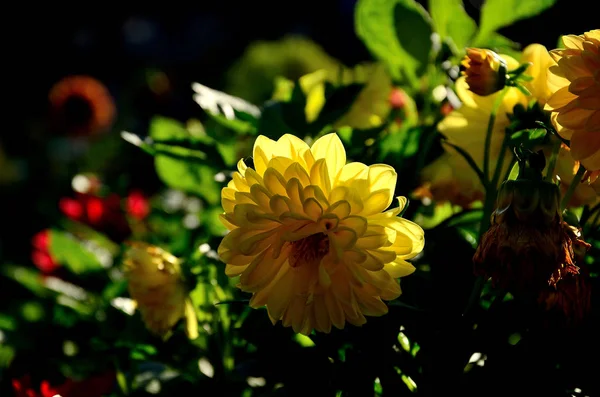 Flor Amarilla Crisantemos Parque Día Soleado Otoño —  Fotos de Stock