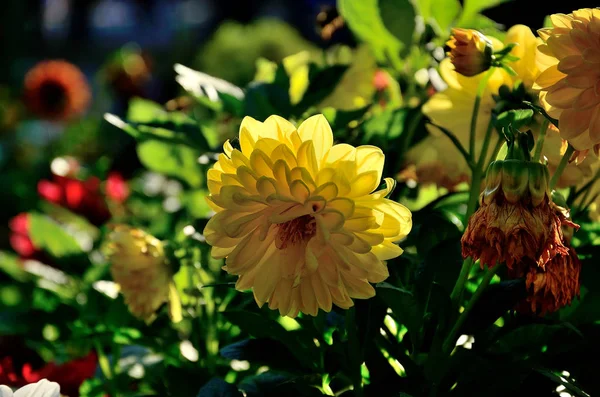 Flor Amarilla Crisantemos Parque Día Soleado Otoño —  Fotos de Stock