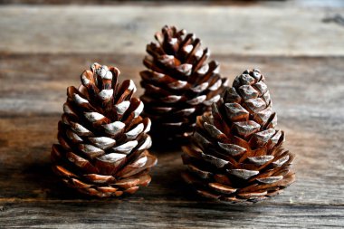 Eski ahşap tahtalarda çam ağacından güzel tümsekler.