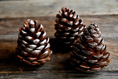 Eski ahşap tahtalarda çam ağacından güzel tümsekler.