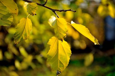 Sonbaharda bir şehir parkında sarı yapraklar vardır. Güzel bir sonbahar günü..