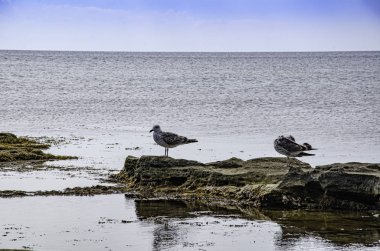 Deniz kıyısındaki resifteki martılar.