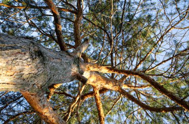 Çam ormanlarında yürüyüş, park, aşağıdan çam manzarası. Turizm ve seyahat.