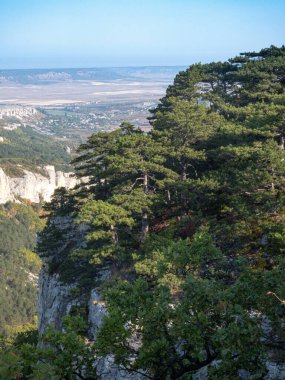 Güneşli bir günde dağlarda ve kayalıklarda çam ağaçları.
