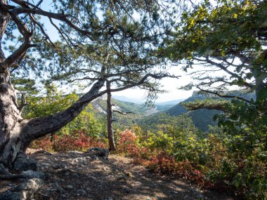 Güneşli bir günde dağlarda ve kayalıklarda çam ağaçları.