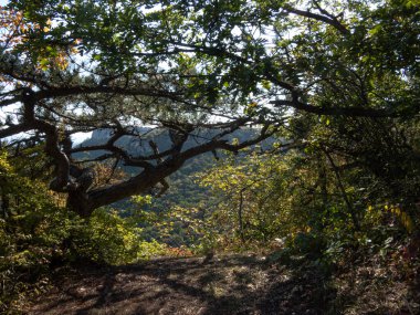 Güneşli bir günde dağlarda ve kayalıklarda çam ağaçları.