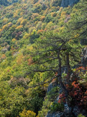 Güneşli bir günde dağlarda ve kayalıklarda çam ağaçları.