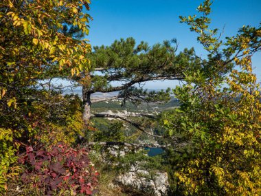 Güneşli bir günde dağlarda ve kayalıklarda çam ağaçları.