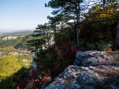 Güneşli bir günde dağlarda ve kayalıklarda çam ağaçları.
