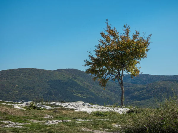 Paisagem Montesa Árvore Solitária Uma Rocha Fundo Das Montanhas Dia — Fotografia de Stock