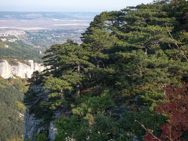 Pinhais Nas Montanhas Nas Rochas Dia Ensolarado — Fotografia de Stock