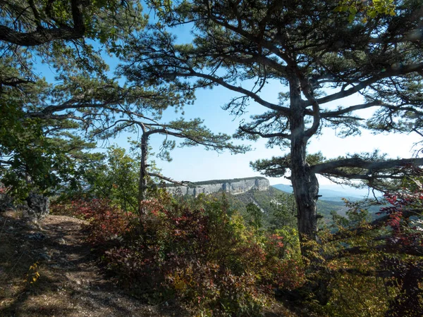 Pinos Las Montañas Las Rocas Día Soleado —  Fotos de Stock