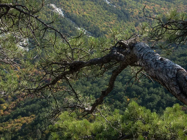 Pinhais Nas Montanhas Nas Rochas Dia Ensolarado — Fotografia de Stock