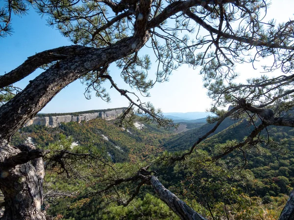 Pinhais Nas Montanhas Nas Rochas Dia Ensolarado — Fotografia de Stock