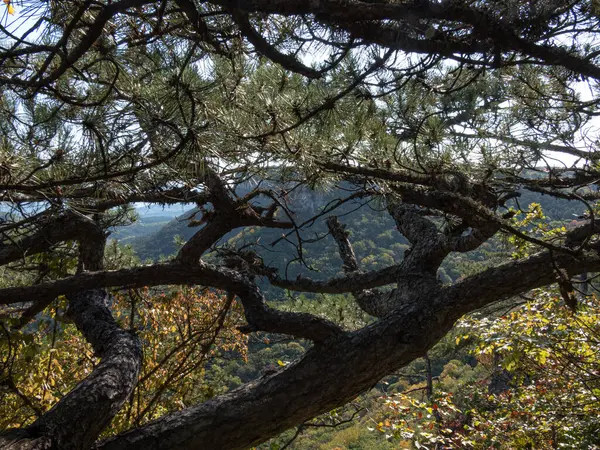 Kiefern Den Bergen Und Auf Den Felsen Einem Sonnigen Tag — Stockfoto