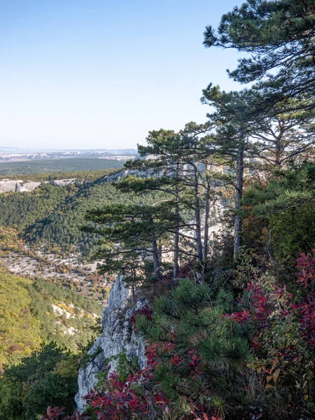 Güneşli bir günde dağlarda ve kayalıklarda çam ağaçları.