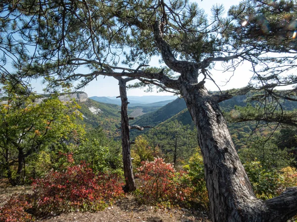 Pinos Las Montañas Las Rocas Día Soleado —  Fotos de Stock