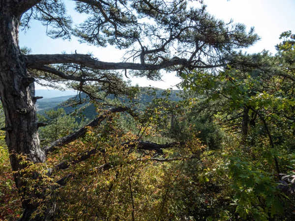 Pine Trees Mountains Rocks Sunny Day — Stock Photo, Image