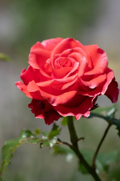 Czerwona Szkarłatna Róża Ogrodzie Słoneczny Dzień — Zdjęcie stockowe