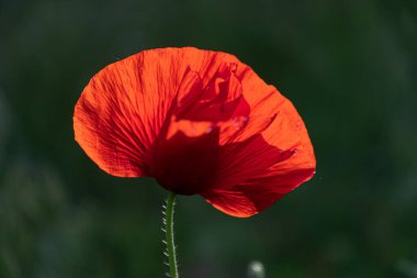 Kırmızı haşhaş bir yaz günü bahçedeki çimlerde.