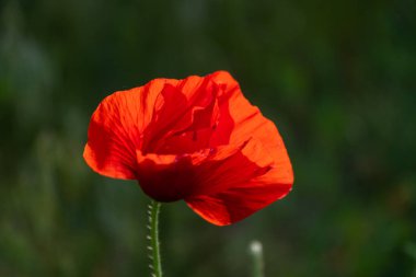 Kırmızı haşhaş bir yaz günü bahçedeki çimlerde.