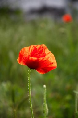 Kırmızı haşhaş bir yaz günü bahçedeki çimlerde.