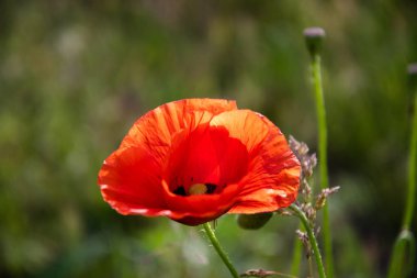 Kırmızı haşhaş bir yaz günü bahçedeki çimlerde.