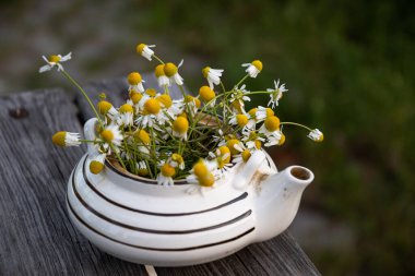 Bahçedeki eski tahtaların üzerinde seramik bir çaydanlıkta papatyalar..